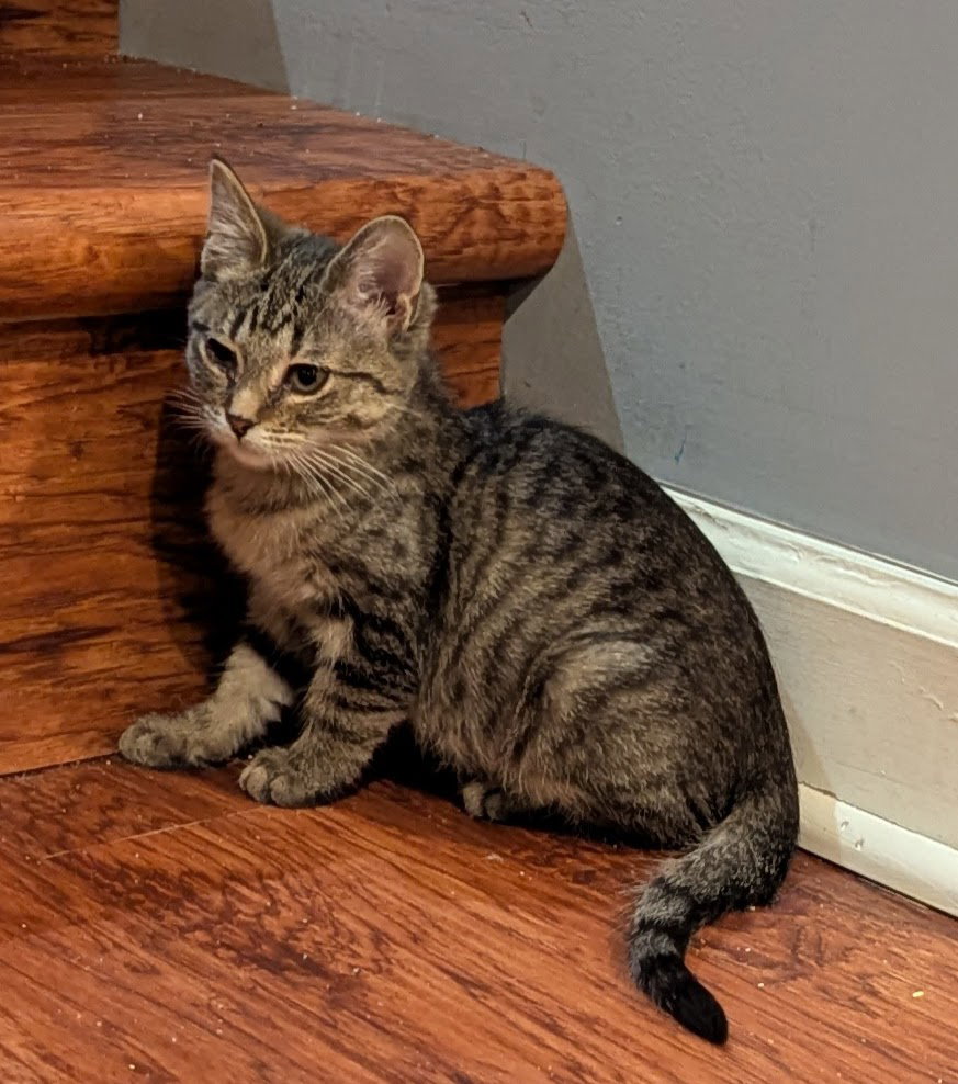 Rebecca  Domestic Short Hair / Tabby (short coat) Female