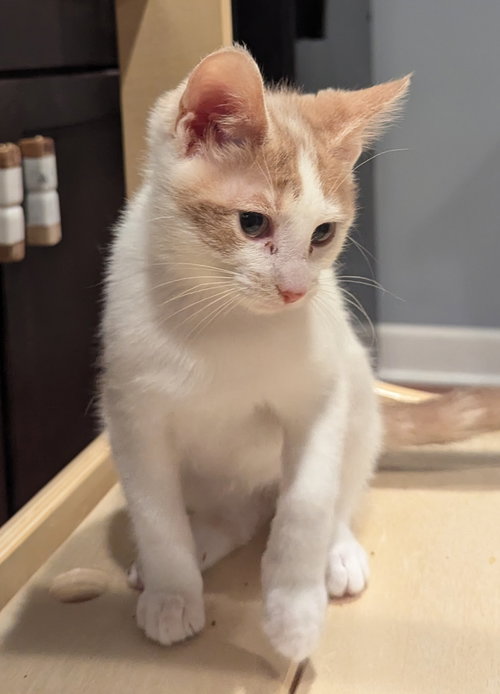 NORM - Domestic Short Hair available for adoption