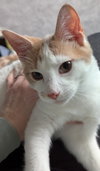Norm - Photo 5
