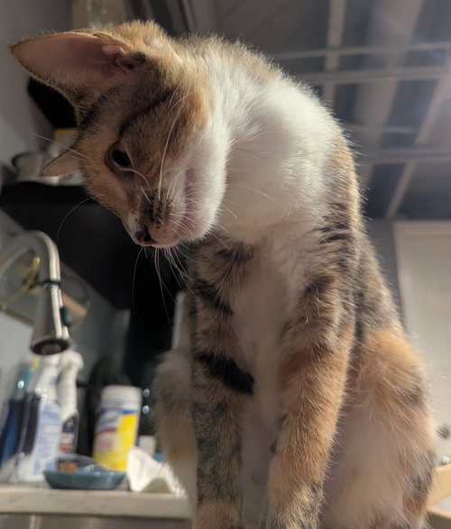 LILITH - Domestic Short Hair available for adoption
