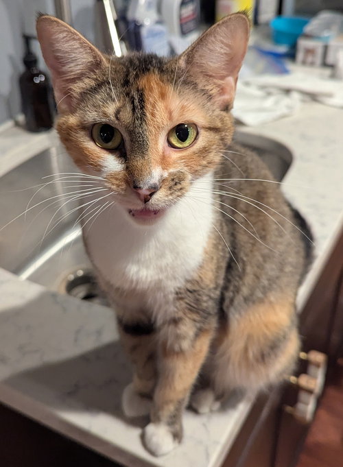 LILITH - Domestic Short Hair available for adoption