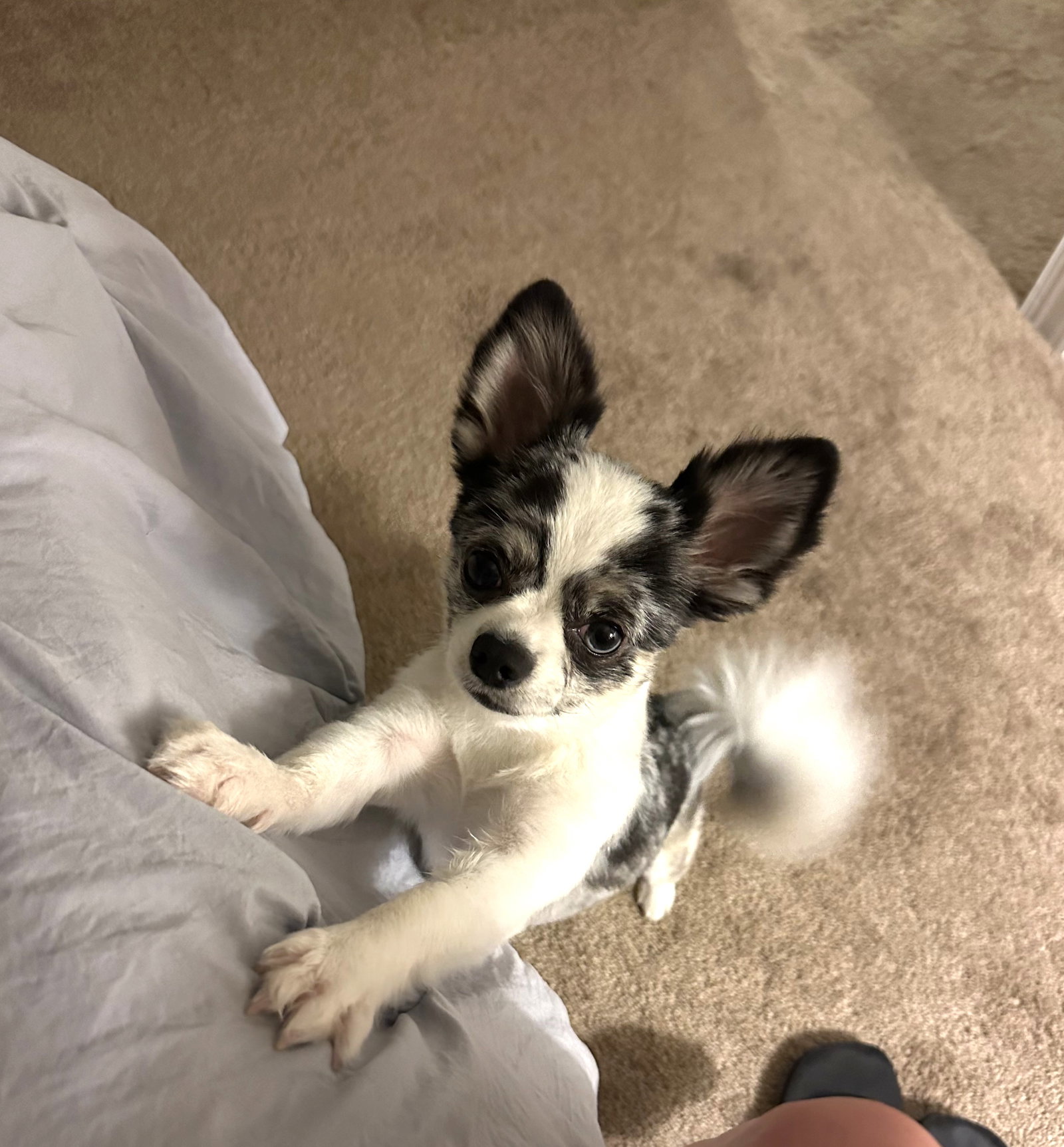 Alfie Small Chihuahua (long coat) Male
