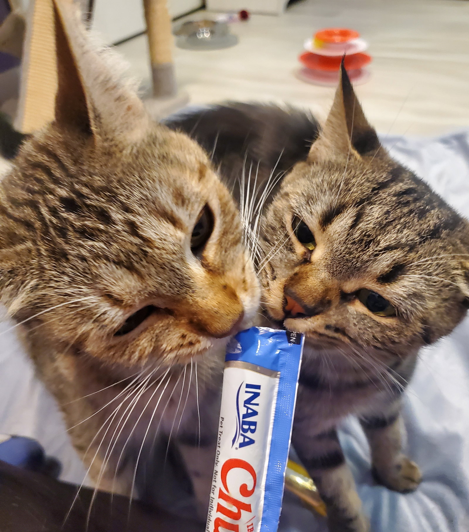 Luna & Mila (**bonded pair)  Domestic Short Hair (short coat) Female