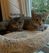 Buttons - Photo 6