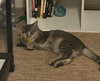Buttons - Photo 7