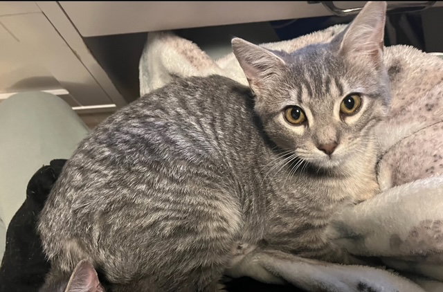 Coraline  Domestic Short Hair (short coat) Female