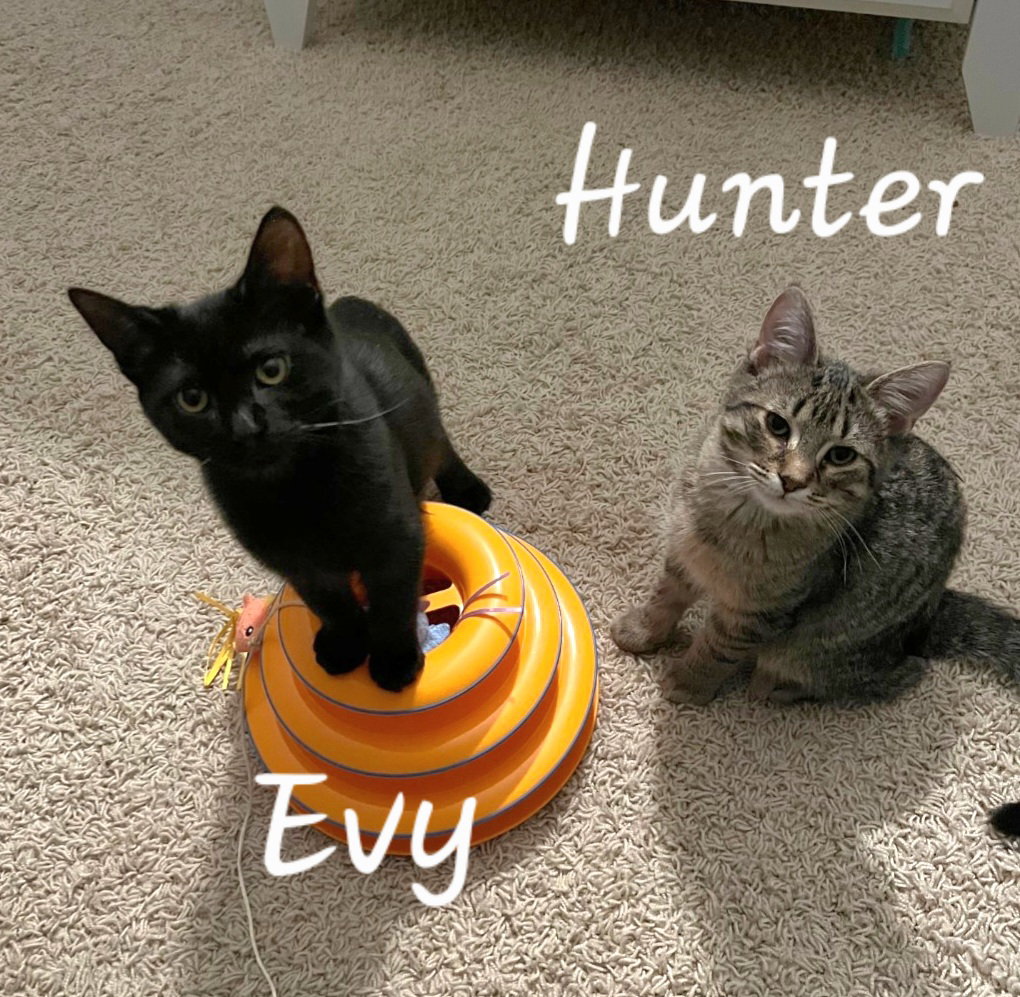 Hunter & Evy (*bonded pair)  Domestic Short Hair (short coat) Male