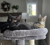 Hunter & Evy (*bonded pair) - Photo 1