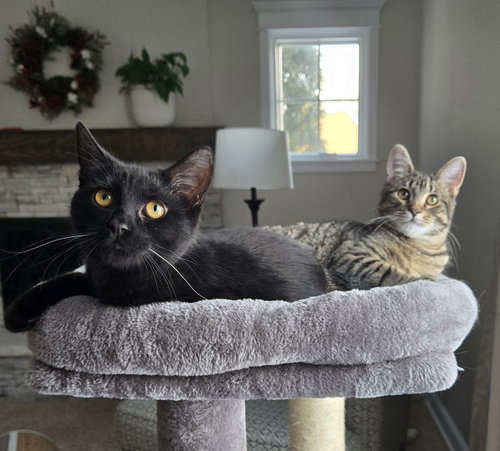 HUNTER & EVY (*BONDED PAIR) - Domestic Short Hair available for adoption