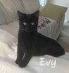 Hunter & Evy (*bonded pair) - Photo 2