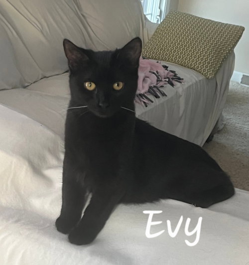 HUNTER & EVY (*BONDED PAIR) - Domestic Short Hair available for adoption