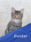 Hunter & Evy (*bonded pair) - Photo 3