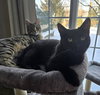 Hunter & Evy (*bonded pair) - Photo 4