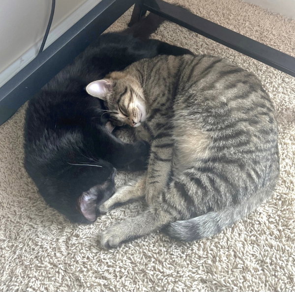 Hunter & Evy (*bonded pair)