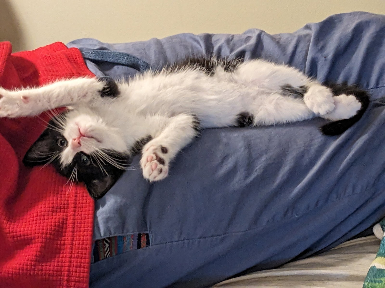 Fuji  Domestic Short Hair (short coat) Male