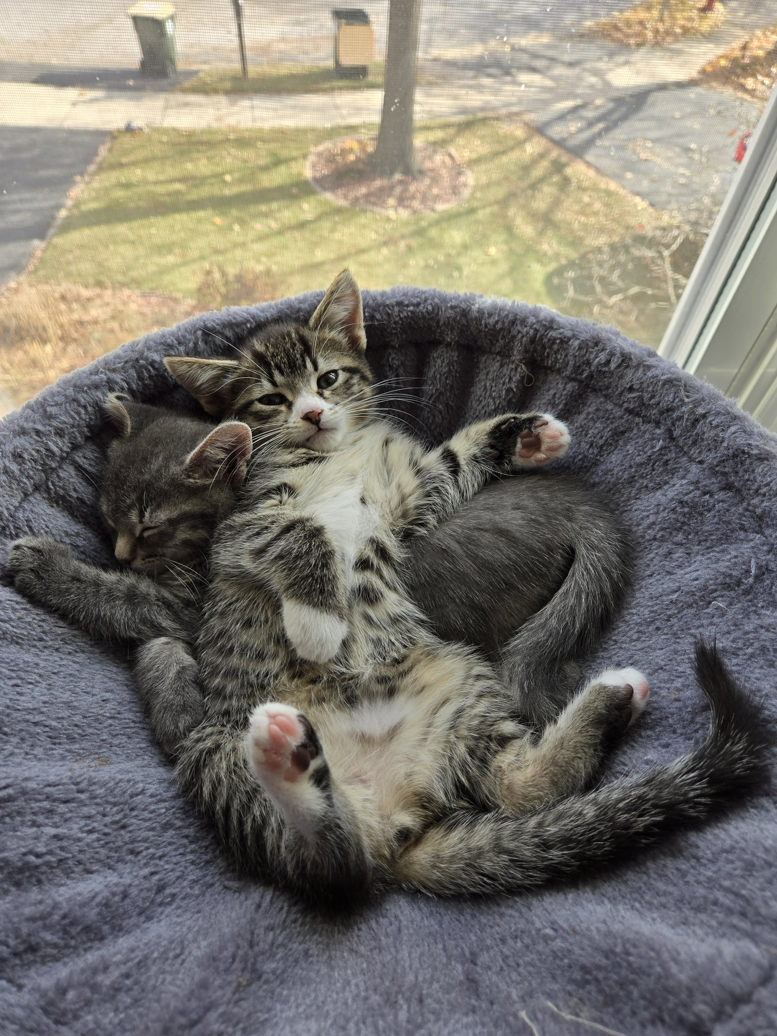 Macintosh  Domestic Short Hair (short coat) Female