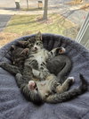 Macintosh and Potsie (bonded pair) - Photo 1