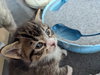 Macintosh and Potsie (bonded pair) - Photo 2