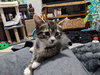 Macintosh and Potsie (bonded pair) - Photo 3
