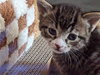 Macintosh and Potsie (bonded pair) - Photo 4