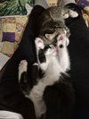 Macintosh and Potsie (bonded pair) - Photo 5