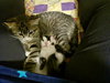 Macintosh and Potsie (bonded pair) - Photo 6