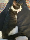 Macintosh and Potsie (bonded pair) - Photo 7