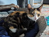 Pinky Tuskadero - Photo 1