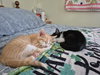 Richie and Fonzie (bonded pair) - Photo 1