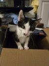 Richie and Fonzie (bonded pair) - Photo 3