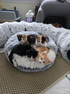 Richie and Fonzie (bonded pair) - Photo 4