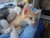 Richie and Fonzie (bonded pair) - Photo 5