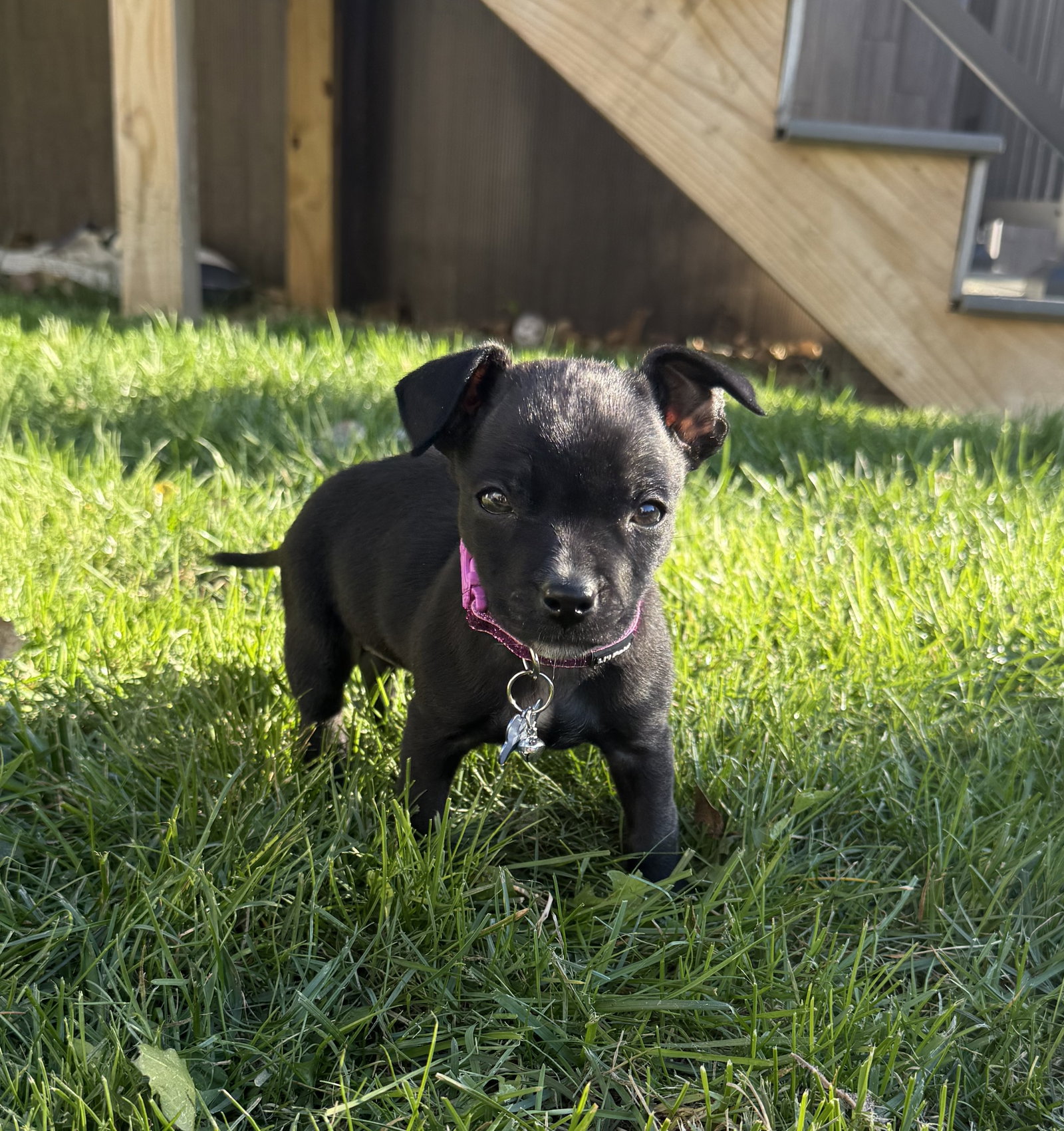 Ashe Small Chihuahua / Dachshund / Mixed (short coat) Female