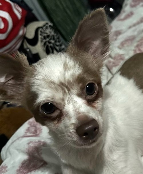 picture of the dog needing adoption