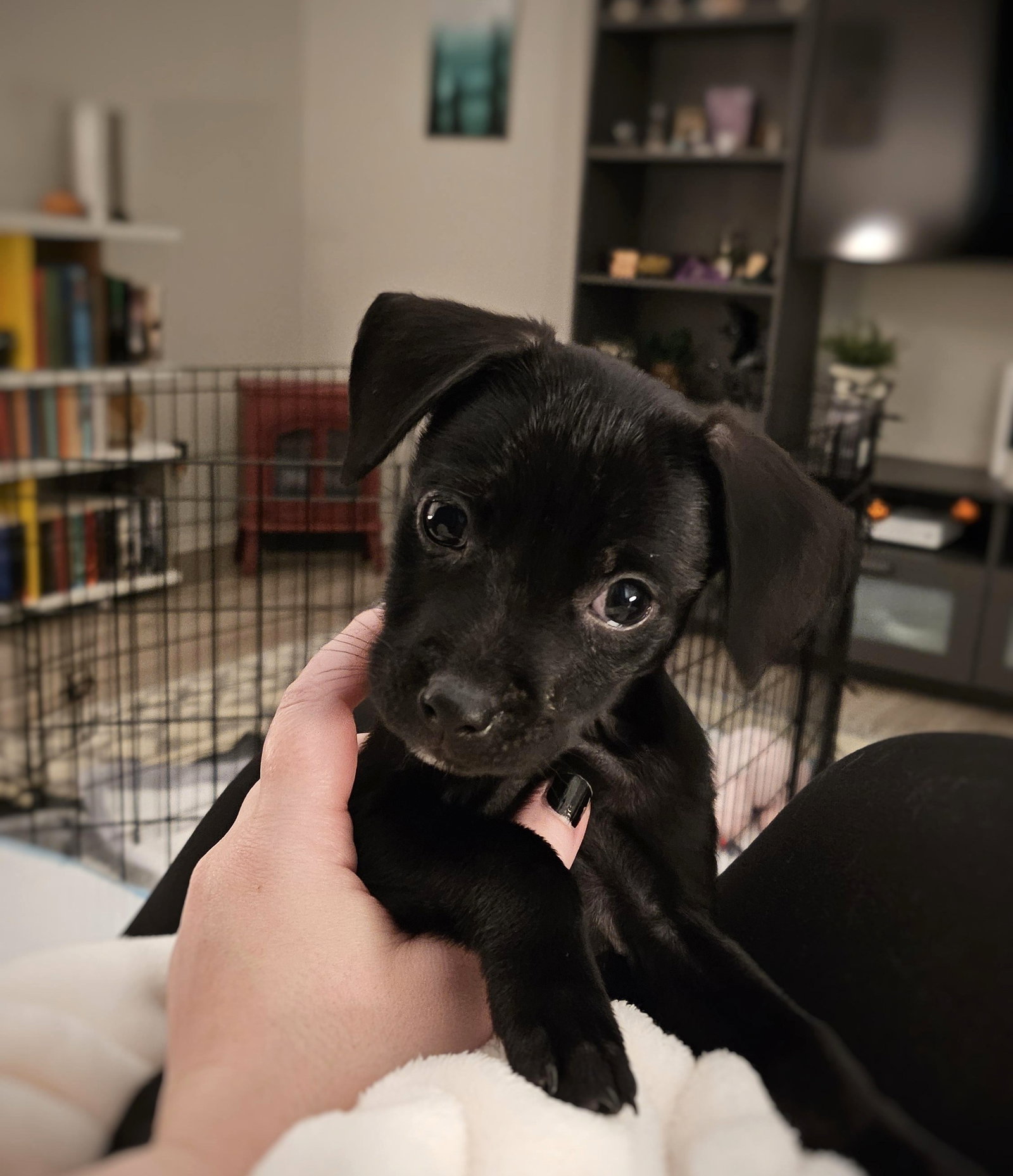 Amber Small Chihuahua / Dachshund / Mixed (short coat) Female