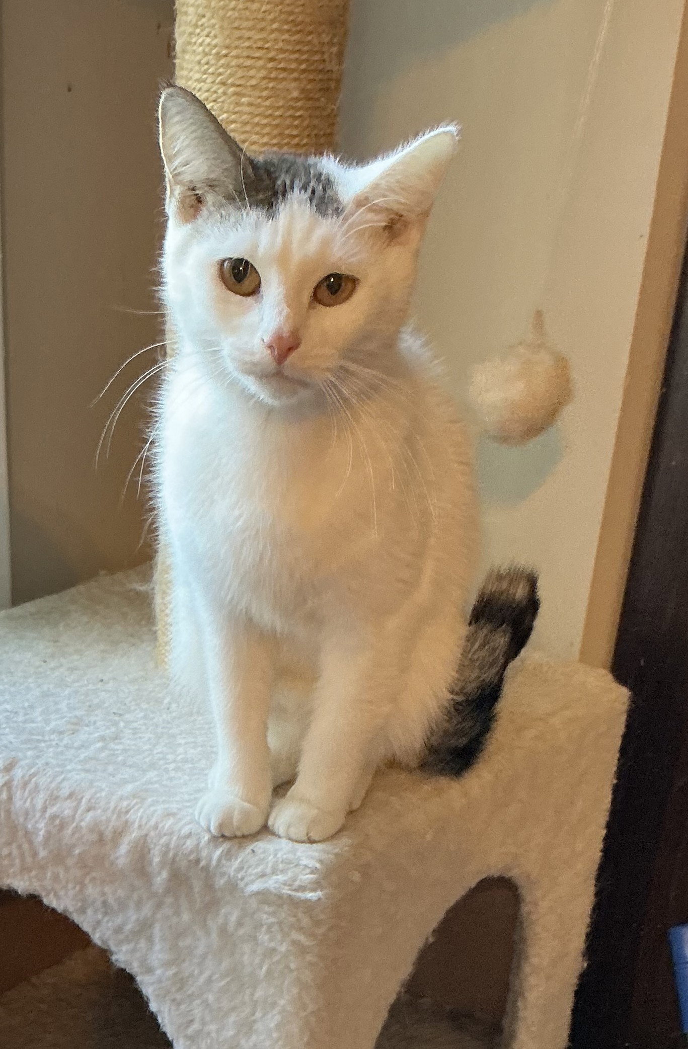 Lizzie  Domestic Short Hair (short coat) Female