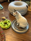 Lizzie - Photo 3