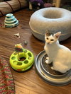 Lizzie - Photo 4