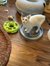 Lizzie - Photo 5