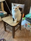 Lizzie - Photo 6