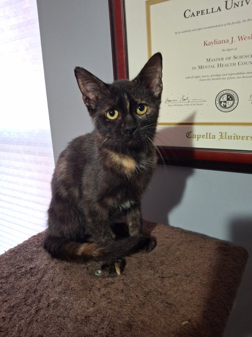 SIENNA - Domestic Short Hair available for adoption