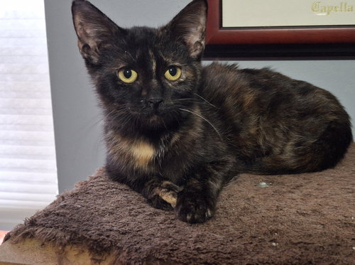 picture of the cat needing adoption