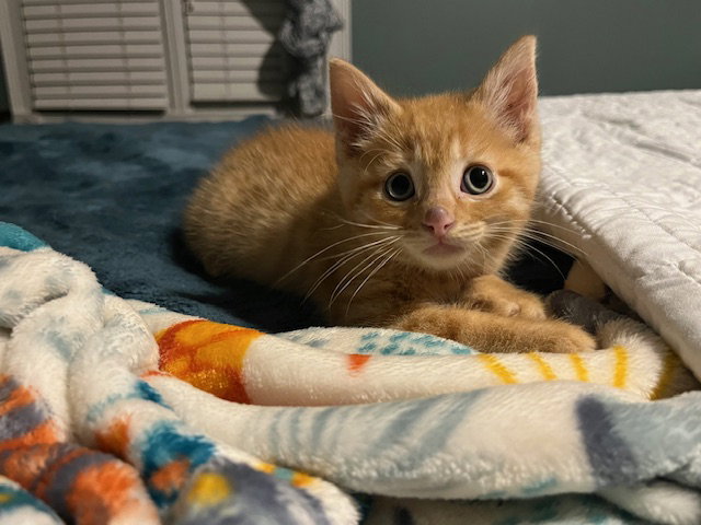 Paddington  Domestic Short Hair / Tabby (short coat) Male