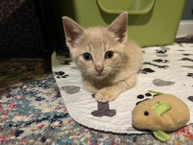 Marmalade  Domestic Short Hair (short coat) Male