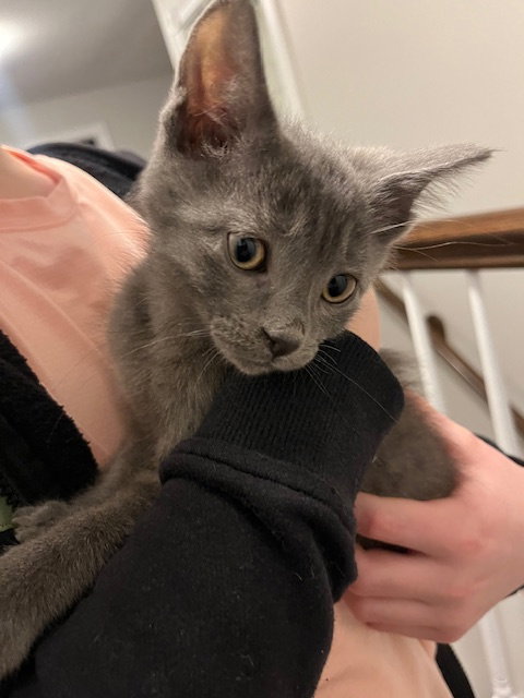 Harold  Domestic Short Hair (short coat) Male