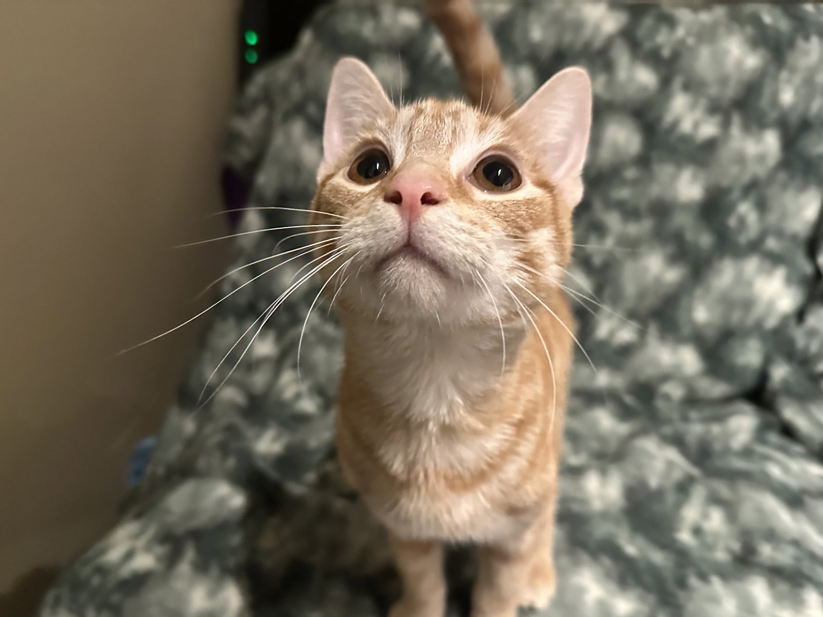 Chowder  Domestic Short Hair / Tabby (short coat) Male
