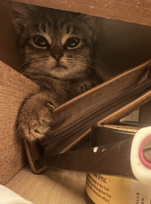 HAZEL - Domestic Short Hair / Tabby available for adoption