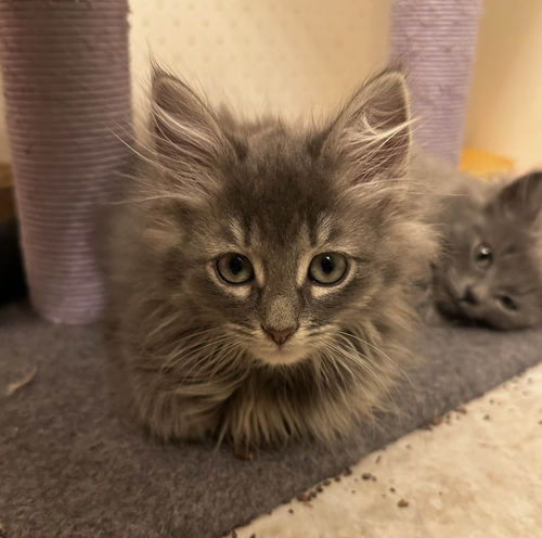 ASPEN - Domestic Long Hair available for adoption