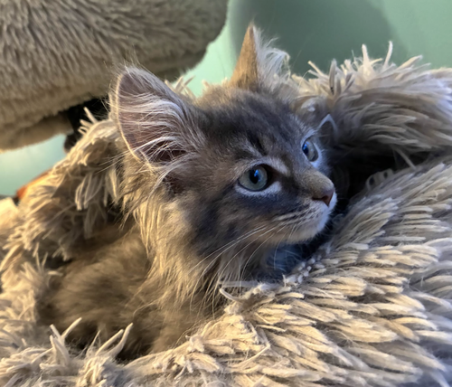 ASPEN - Domestic Long Hair available for adoption