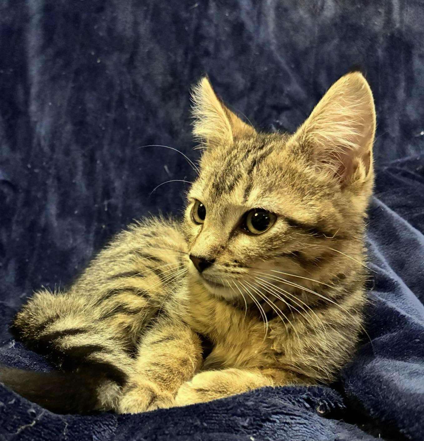 Hickory  Domestic Short Hair / Tabby (short coat) Male